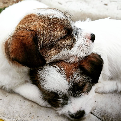 Jacks’ Lair - Jack Russell Terrier - Portée née le 16/09/2022